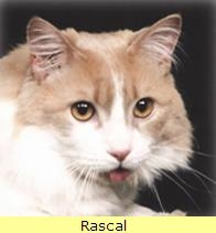 Rascal, a cat